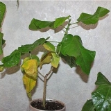 Šta učiniti ako lišće kineske ruže požuti i opadne